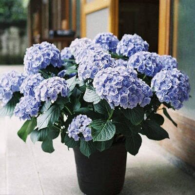 无尽夏绣球花苗盆栽好养开花