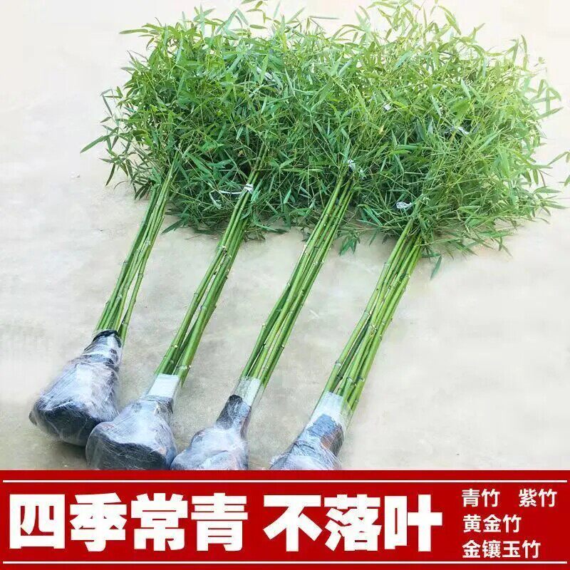 竹子树苗竹苗庭院造景楠竹青竹罗汉竹毛竹紫竹别墅好养绿化植物