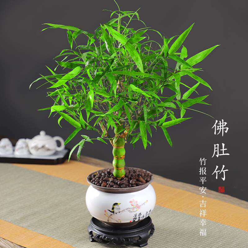 大佛肚竹罗汉竹盆栽老桩植物四季常青好养活办公室内盆景花卉绿植