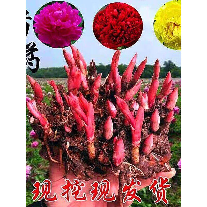 重瓣芍药花苗带芽根块阳台庭院耐寒四季盆栽花卉春季开花老桩勺药