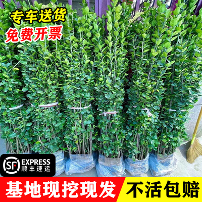 冬青树苗法国直立绿篱笆庭院围墙植物四季常青耐寒丛生北海道黄杨
