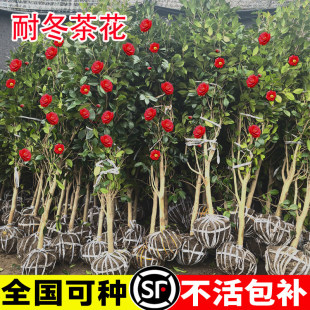 山茶花树苗带花苞耐寒四季常青花卉耐冬山茶花庭院大型花树苗绿植