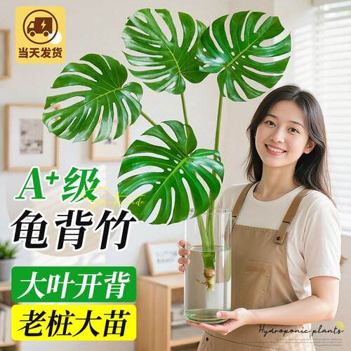 龟背竹水培植物四季绿植室内好养盆栽客厅办公室桌面大叶老桩竹子