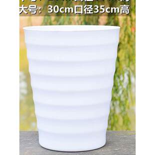 四季杜鹃茶盆栽带花苞山茶花新品种花卉树苗四季种植海棠抱茎茶花