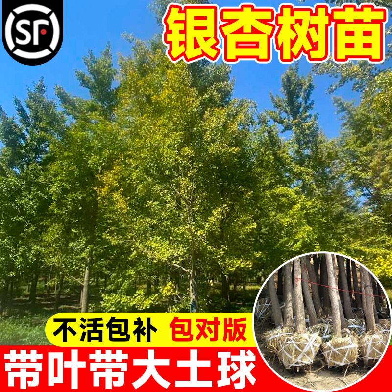 银杏树活苗金叶白果别墅庭院绿化风景拆迁大树苗行道树南北方种植