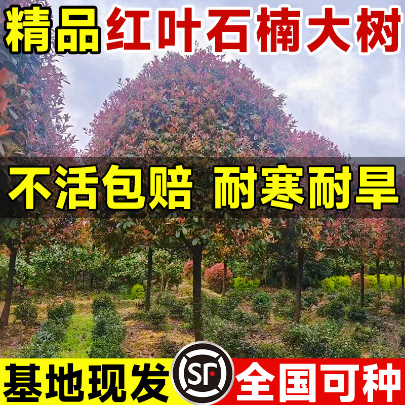 红叶石楠树苗高杆红罗宾球篱笆苗绿篱大树彩色植物庭院景观工程