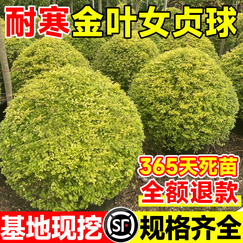 金叶女贞树苗黄叶女贞树苗小叶女贞球耐寒绿篱亮晶女贞金森女贞球