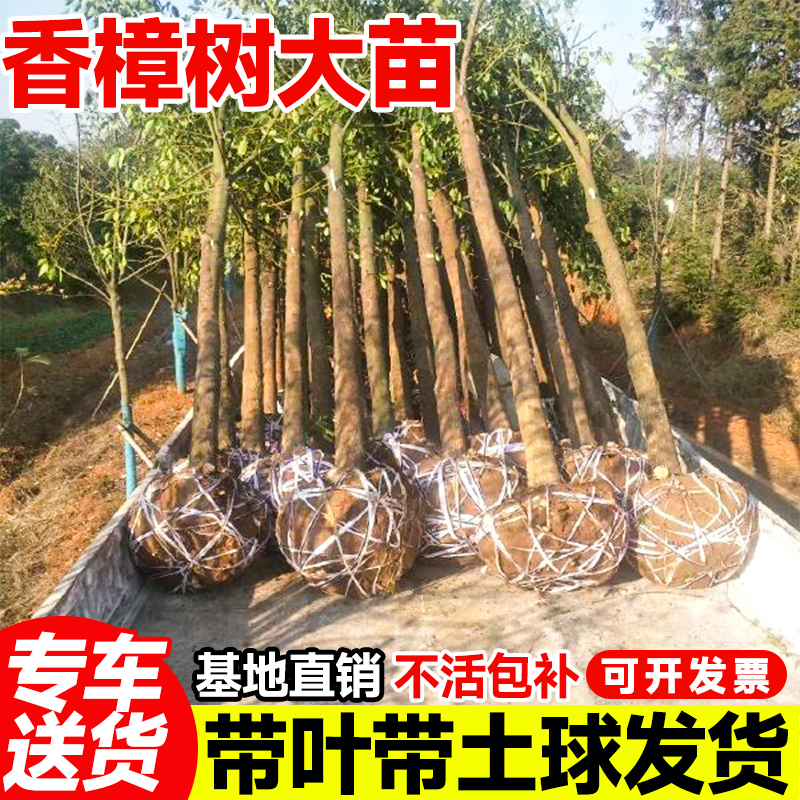 香樟树苗大树龙脑香樟木小苗驱蚊防虫四季常青南北方工程绿化苗木