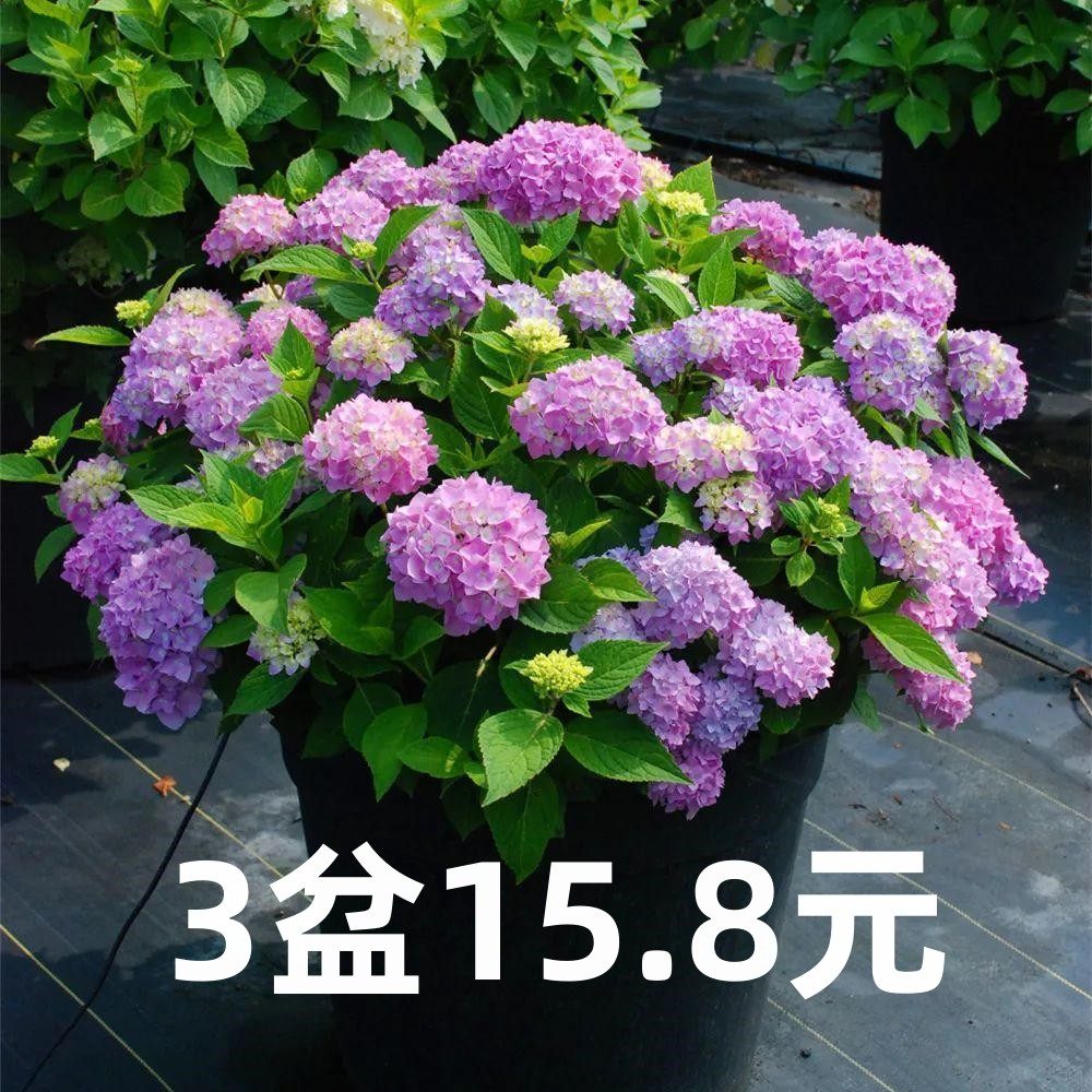 无尽夏绣球花苗盆栽好养开花