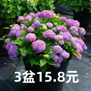 无尽夏绣球花苗盆栽好养开花