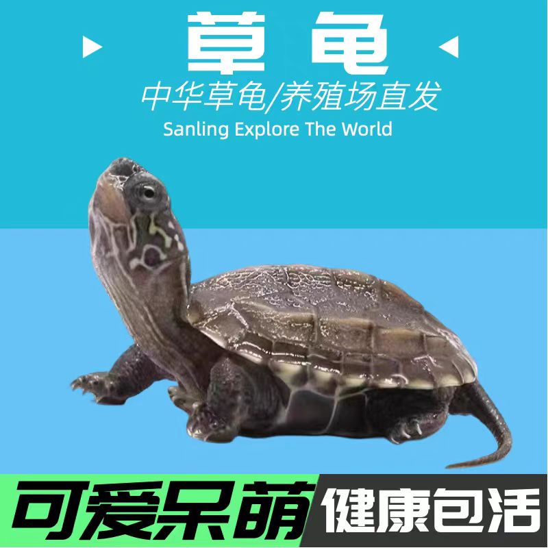 中华草龟宠物小乌龟小彩龟王八龟饲料家养观赏龟好养活体巴西龟粮
