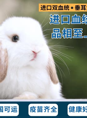 兔兔印象馆进口双血统侏儒垂耳兔