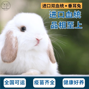 荷兰进口纯种双血统垂耳兔长不大小型迷你宠物兔侏儒兔活体活物
