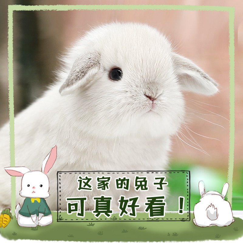 垂耳兔荷兰进口单双血纯种二代折耳迷你兔兔活体宿舍养长不大宠物