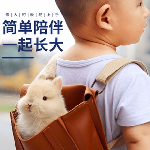 荷兰进口纯种双血统侏儒兔长不大小型迷你宠物兔垂耳兔活体活物