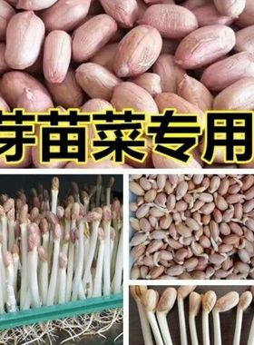 发芽花生米9616新大粒花生米水培新货2024芽苗菜专用正宗9616-12