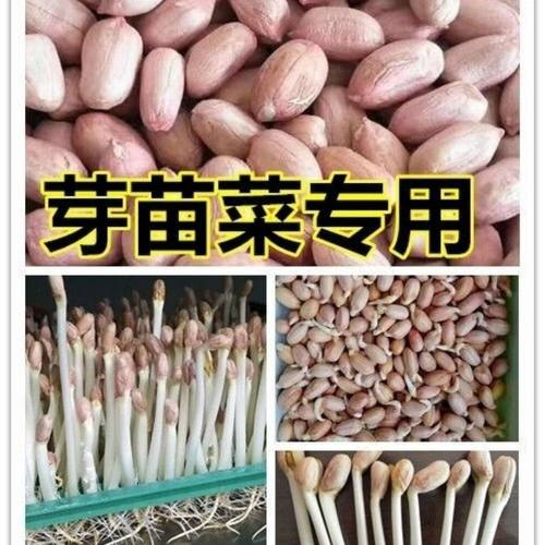 发芽花生米9616新大粒花生米水培新货2024芽苗菜专用正宗9616-12
