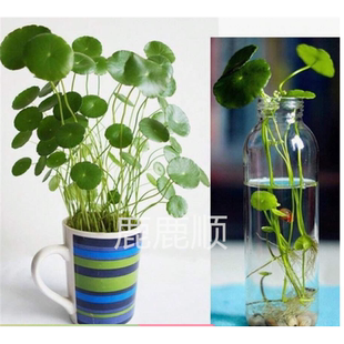 马蹄金种子四季常青园林绿化观赏铜钱草种籽耐旱草坪草籽小金钱草