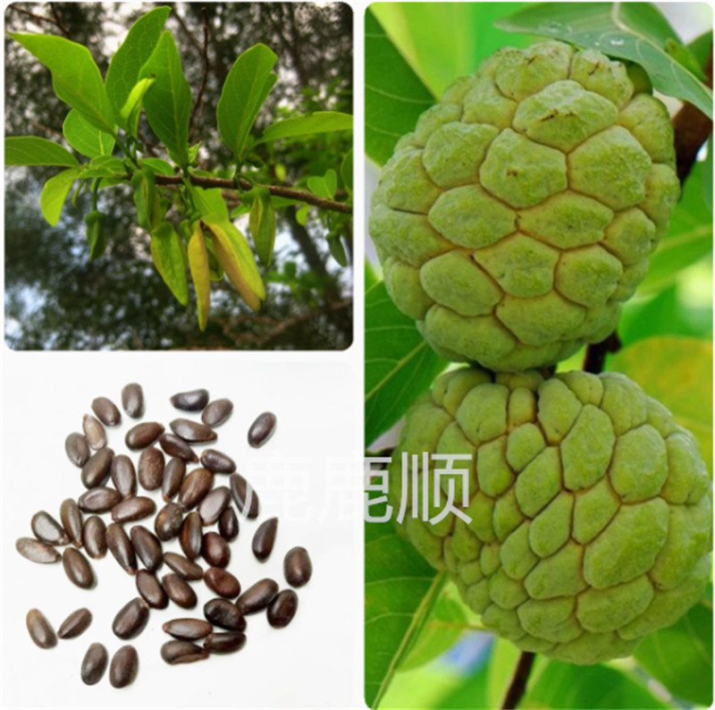 南方热带水果释迦种子番荔枝种子阳台庭院果树种子香气扑鼻