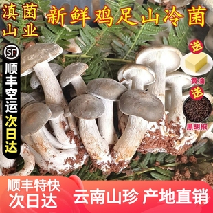 新鲜冷菌北风菌500g一窝菌煲汤鲜美云南菌子大理土特产蘑菇野生菌