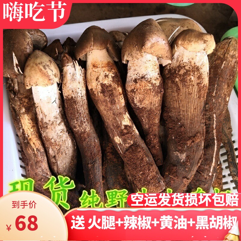 新鲜野生鸡枞菌 云南特产山珍美味荔枝菌油鸡纵棕香菇食用农产品