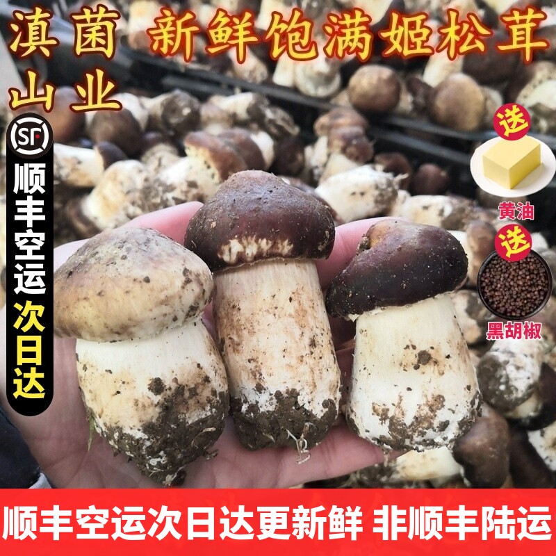 新鲜姬松茸特级云南菌子山珍图片