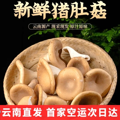 新鲜猪肚菇 大斗菇食用菌美食蘑菇大伞菌漏斗菇香菇云南菌子野生