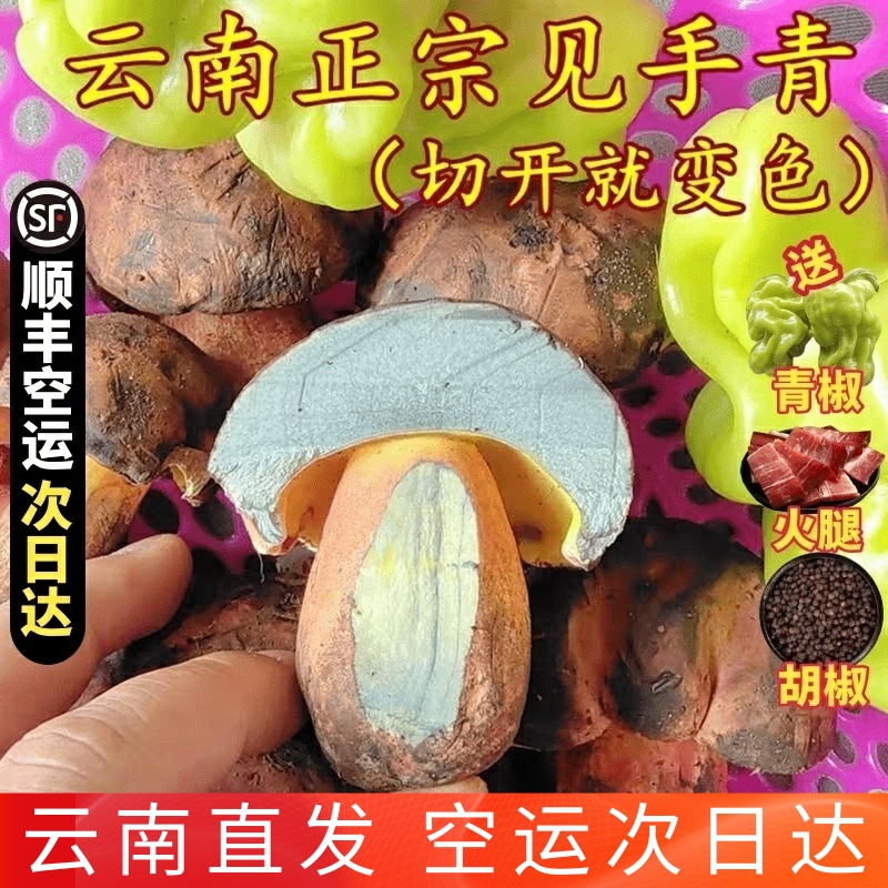 新鲜见手青【现货】牛肝菌云南特产鲜黄牛肝菌非野生菌菇红葱菌