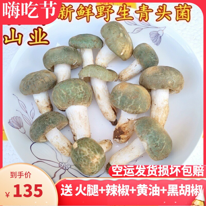 现货青头菌新鲜野生 云南山珍变绿红菇美食材农产品蘑菇绿头菌