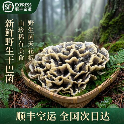 新鲜干巴菌野生干巴菌 山珍稀有美食味道特殊云南菌子蘑菇香菇菌