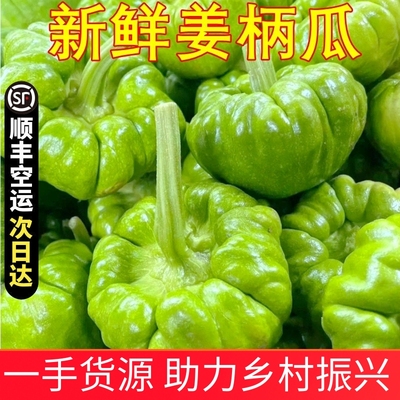 姜柄瓜姜饼瓜嫩南瓜新鲜南瓜小瓜云南特产新鲜蔬菜小麦瓜甜小南瓜