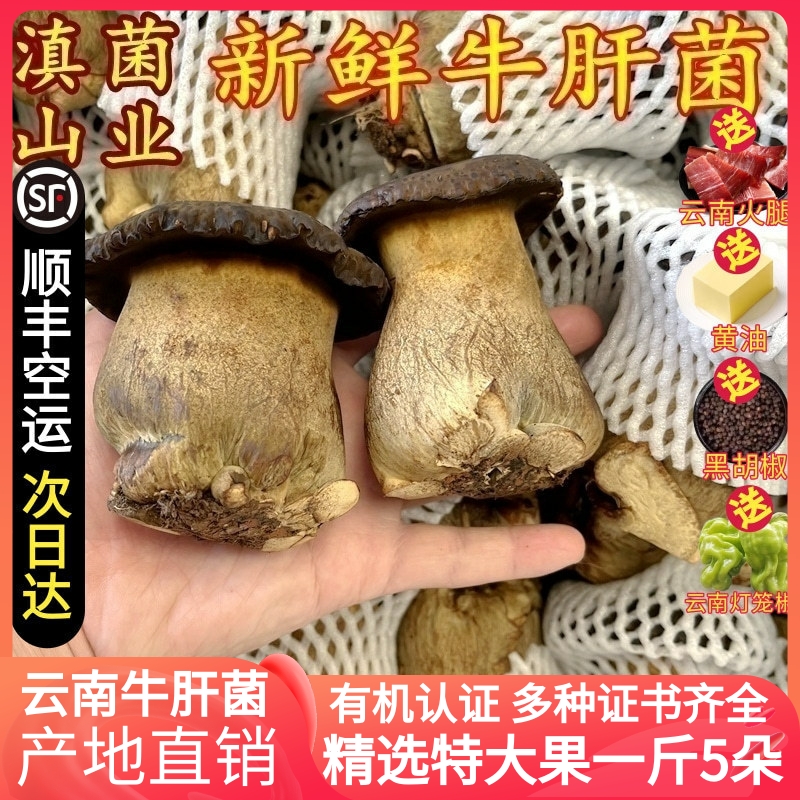 新鲜牛肝菌见手青云南特产种植非野生菌空运香菇包邮检测报告齐全