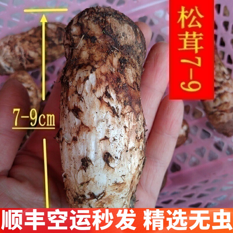 正品香格里拉松茸新鲜云南菌子
