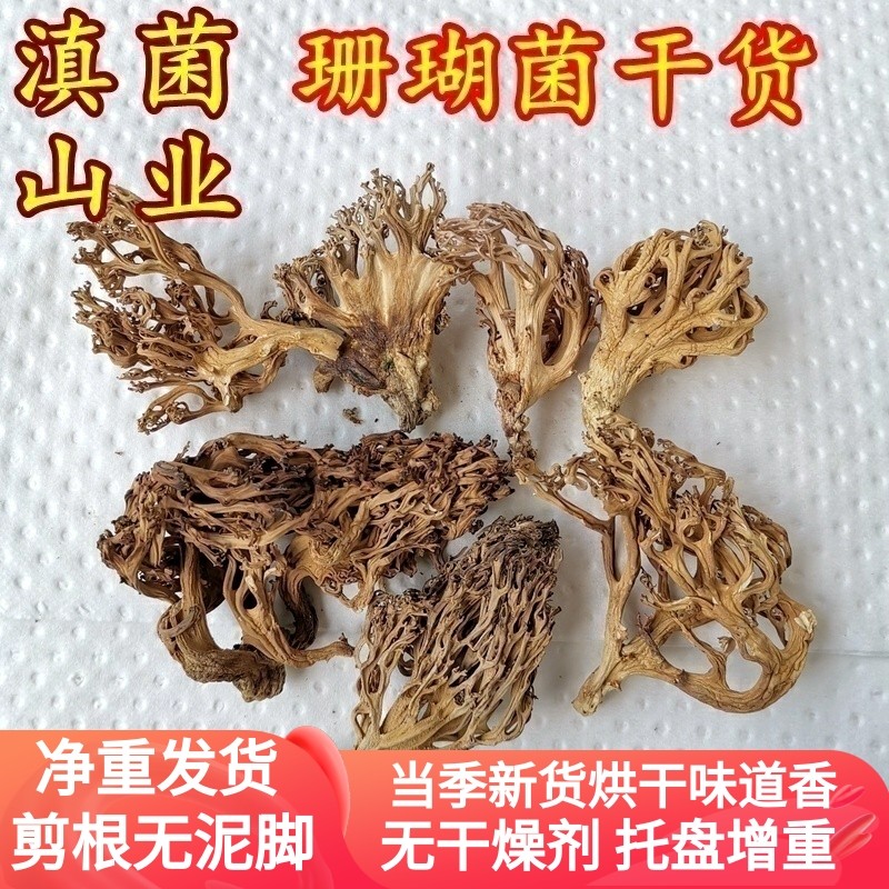 野生珊瑚菌干货 云南深山山珍野生蘑菇香菇稀有美食用菌农产品