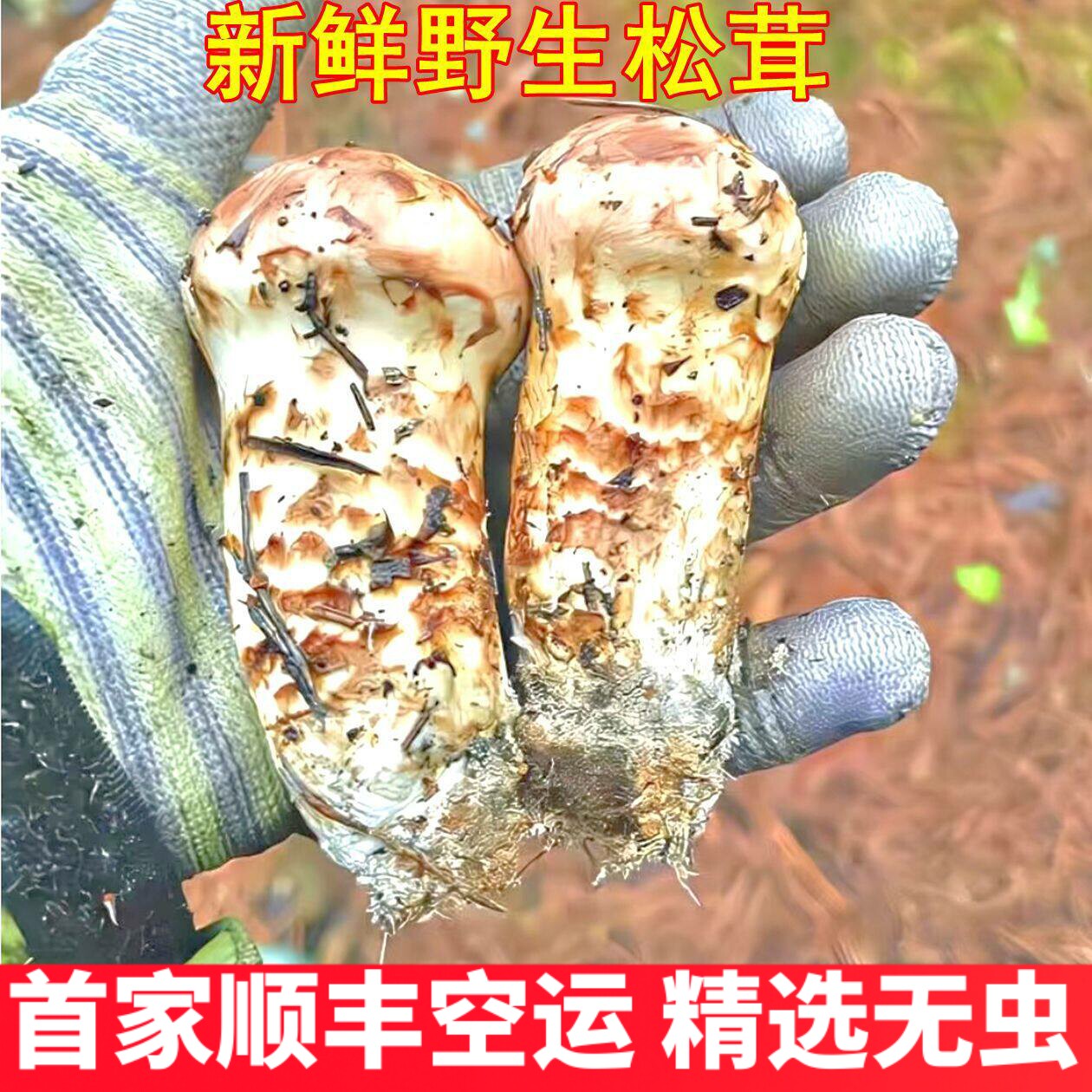 新鲜云南野生松茸 云南特产野生菌菇精品山珍正品香菇云南菌子