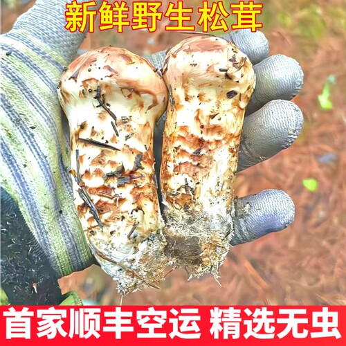 新鲜云南野生松茸 云南特产野生菌菇精品山珍正品香菇云南菌子