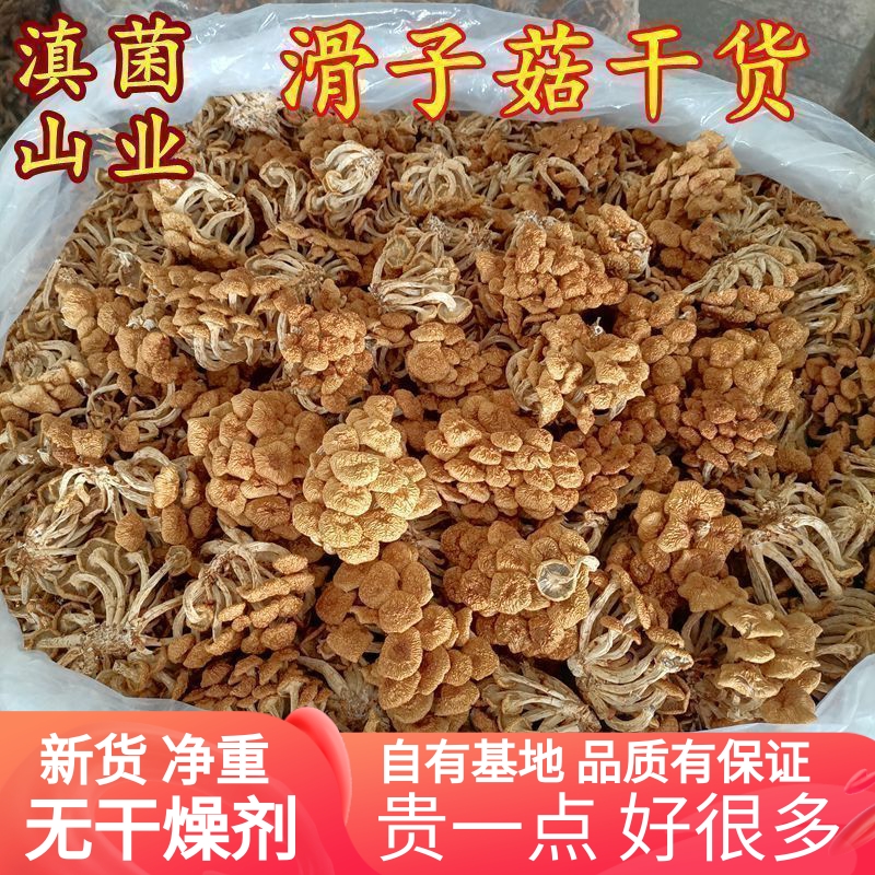 滑子菇榛蘑干货 云南山珍滑菇香菇特产500克非野生特级小鸡炖蘑菇