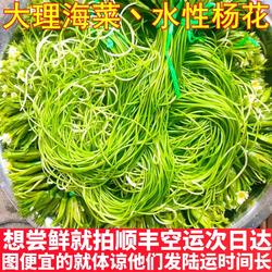 水性杨花大理海菜花泸沽湖丽江海菜云南野菜大理特产洱海新鲜蔬菜