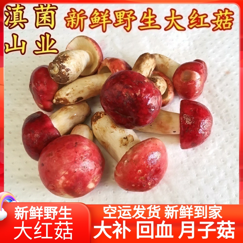 新鲜野生红菇山珍煲汤美味500