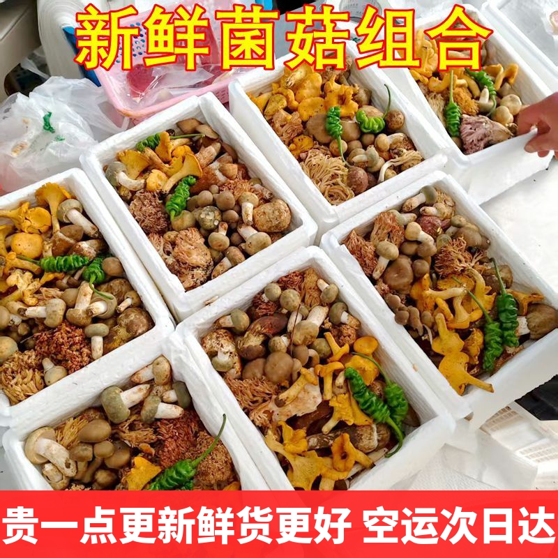 新鲜蘑菇野生菌组合云南黑松露牛肝菌鸡枞羊肚菌见手青松茸干巴菌