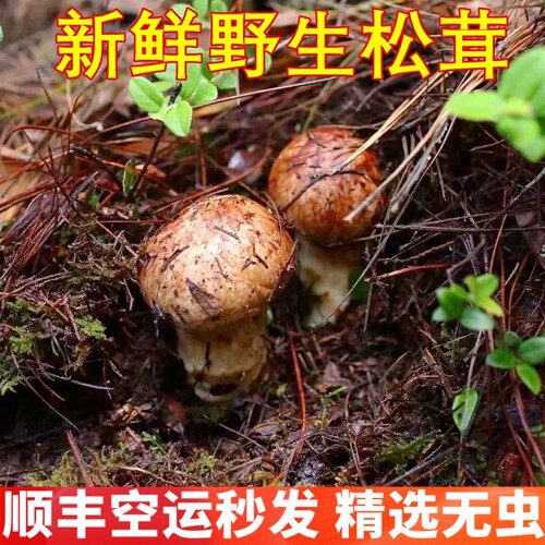 野生松茸新鲜香格里拉松茸 稀有山珍美食食材香菇山野云南菌子