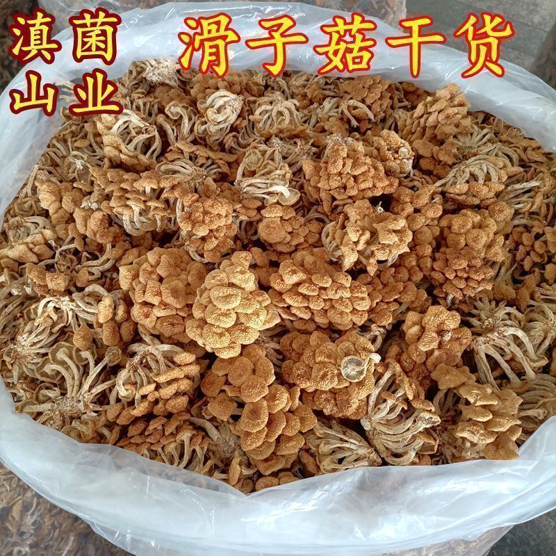 滑子菇榛蘑干货 云南山珍滑菇香菇特产500克非野生特级小鸡炖蘑菇