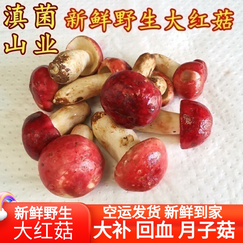 新鲜红菇野生大红菌 野生山珍煲汤500克装空运包邮山珍美食材菌子