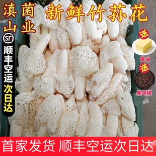 新鲜竹荪菌花云南特产野生织金短裙红托鲜竹笙蘑菇500g空运包邮