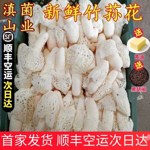 新鲜竹荪菌新鲜采摘顺丰直达