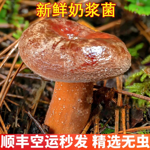 新鲜奶浆菌野生奶浆菌 云南菌子山珍美食农产品炝爆奶浆菌口感脆