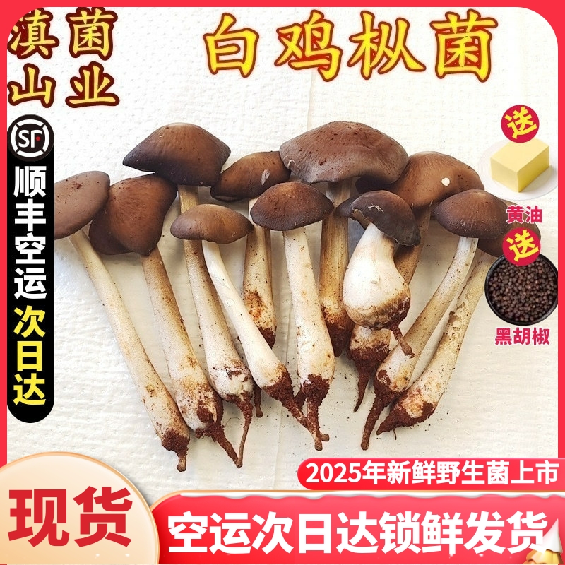 新鲜鸡枞菌 云南特产山珍食材鸡纵500克一斤装非野生蘑菇空运包邮