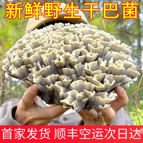 新鲜干巴菌野生云南山珍特产山珍美食材农产品顺丰空运云南菌子