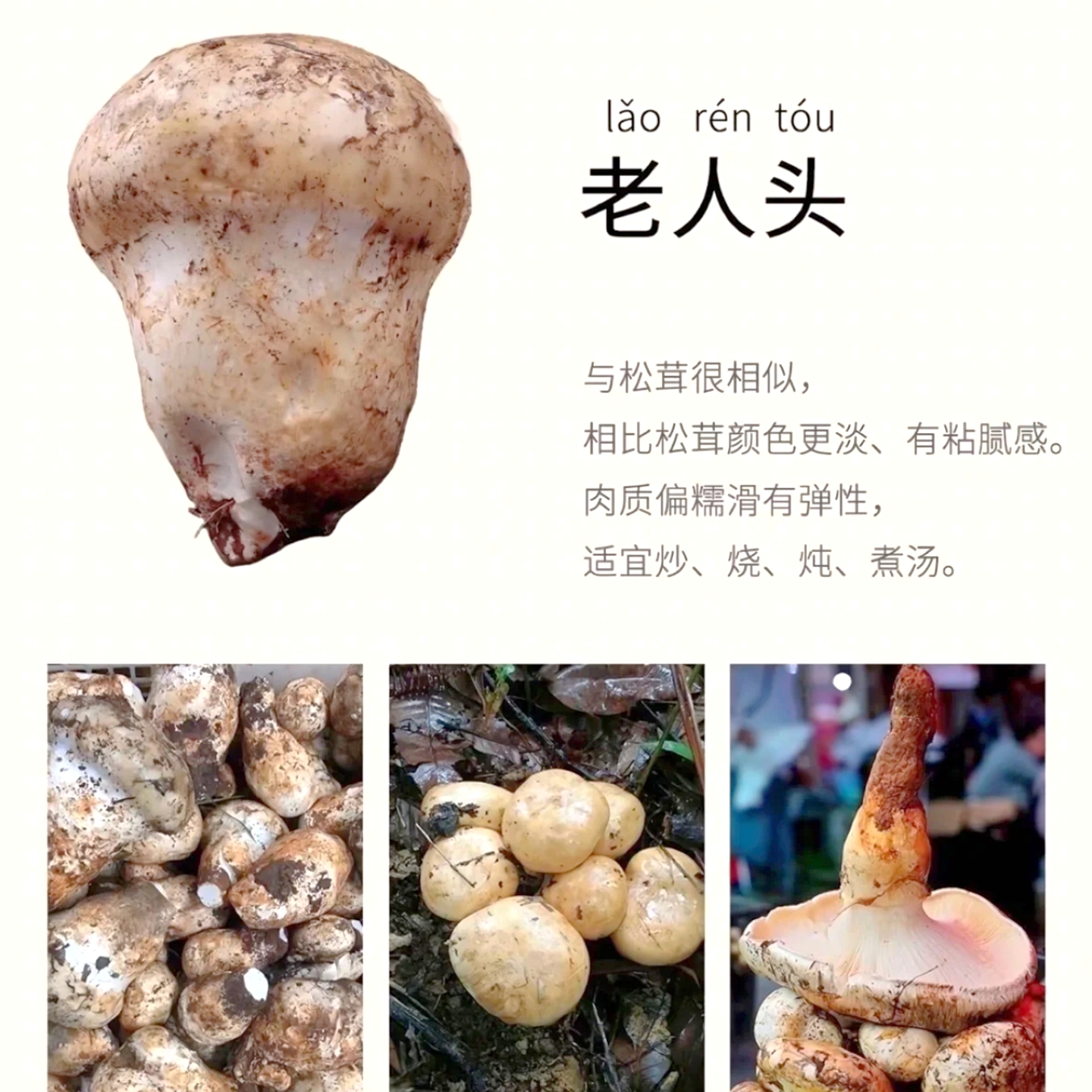 新鲜老人头菌野生松苞菌 蘑菇稀有美食山珍农产品市场云南菌子