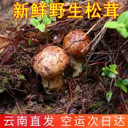 野生松茸新鲜香格里拉松茸 稀有山珍美食食材香菇山野云南菌子